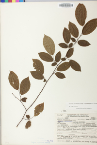 Carpinus caroliniana subsp. virginiana image