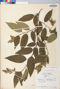 Carpinus caroliniana subsp. virginiana image