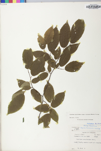 Carpinus caroliniana subsp. virginiana image