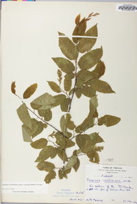 Carpinus caroliniana subsp. virginiana image