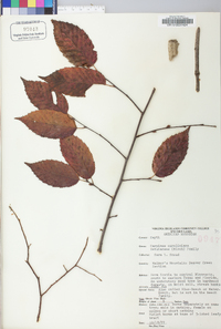 Carpinus caroliniana subsp. virginiana image