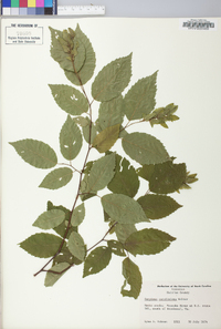 Carpinus caroliniana subsp. virginiana image