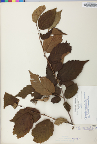 Corylus cornuta image