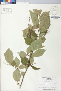 Corylus cornuta image