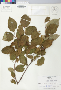 Corylus cornuta image