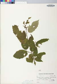 Corylus cornuta image