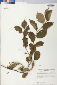 Corylus cornuta image