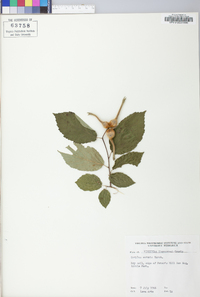 Corylus cornuta image