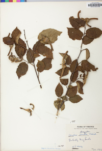 Corylus cornuta image