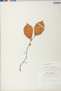 Corylus cornuta image