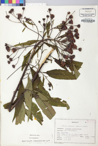 Vernonia noveboracensis image