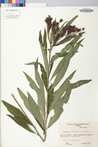 Vernonia noveboracensis image