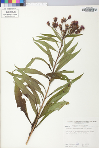 Vernonia noveboracensis image