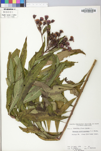 Vernonia noveboracensis image