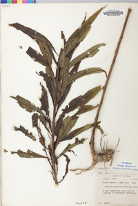 Vernonia noveboracensis image