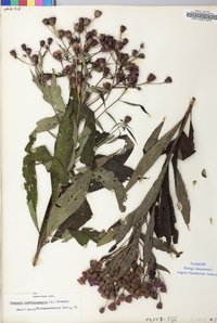 Vernonia noveboracensis image