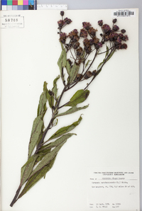 Vernonia noveboracensis image