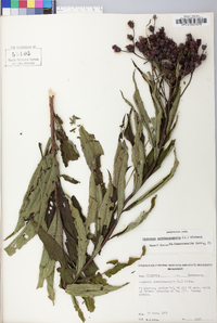 Vernonia noveboracensis image