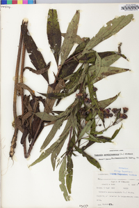 Vernonia noveboracensis image