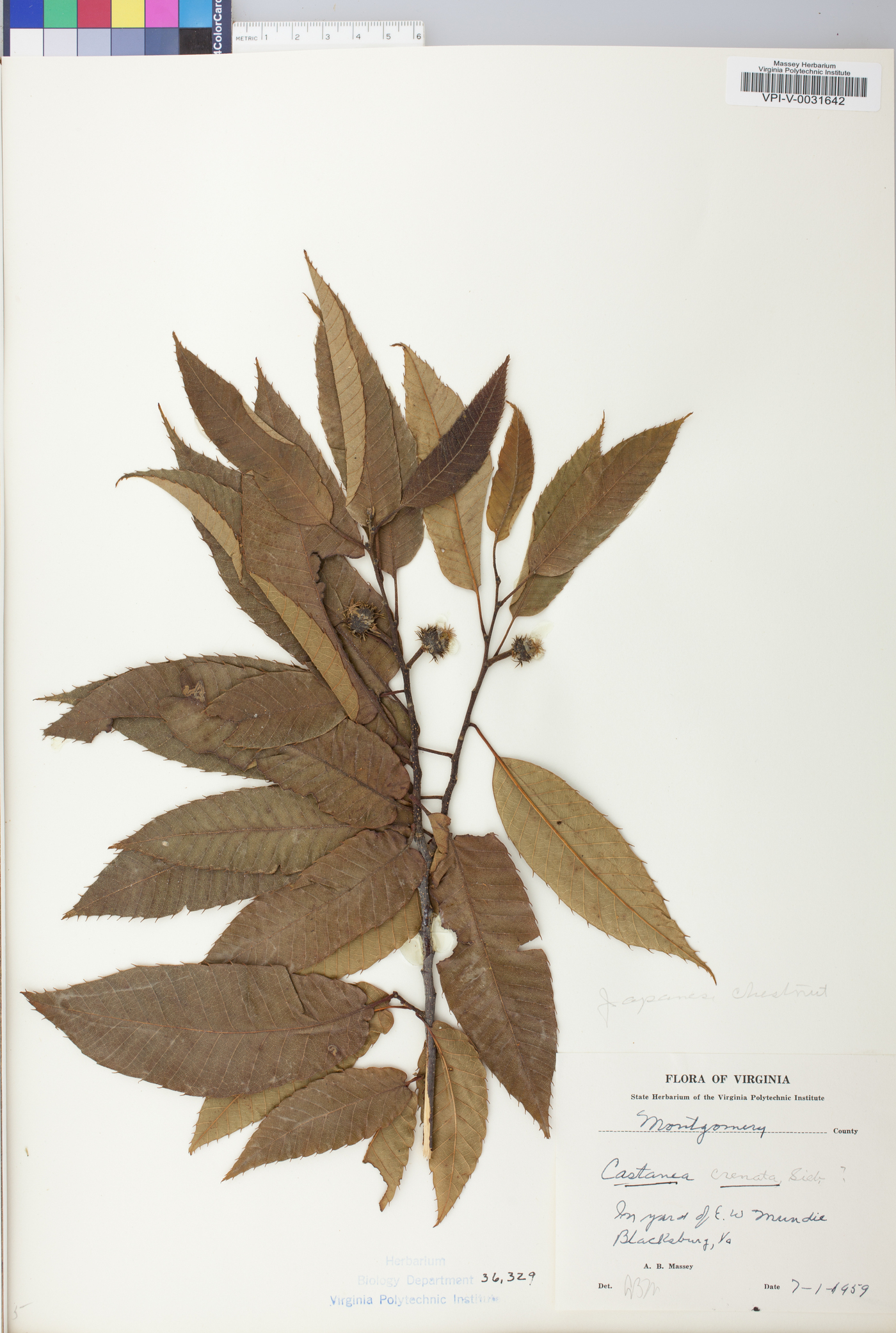 Castanea crenata image