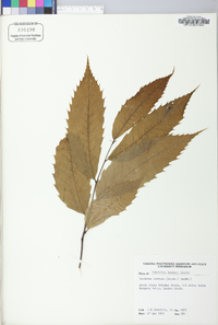 Castanea dentata image