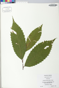 Castanea dentata image