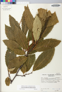 Castanea dentata image