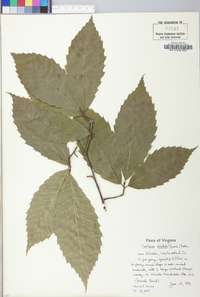 Castanea dentata image