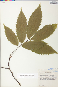 Castanea dentata image