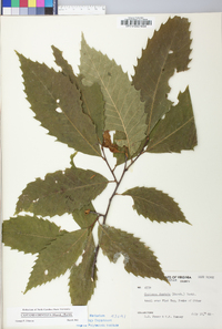 Castanea dentata image