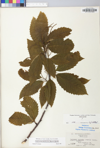 Castanea dentata image