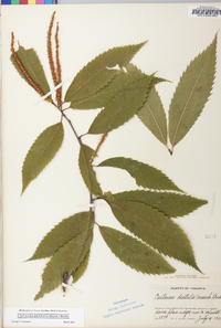 Castanea dentata image