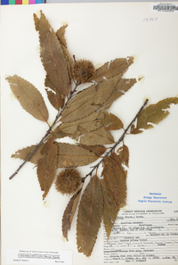 Castanea dentata image