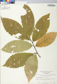 Castanea dentata image