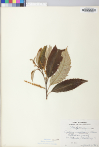 Castanea mollissima image