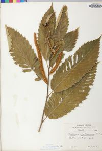 Castanea mollissima image