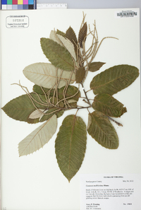 Castanea mollissima image