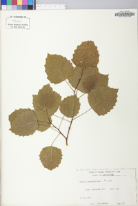 Populus grandidentata image