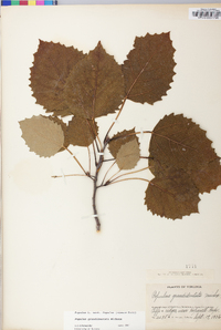 Populus grandidentata image