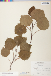 Populus grandidentata image