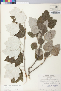 Populus alba image