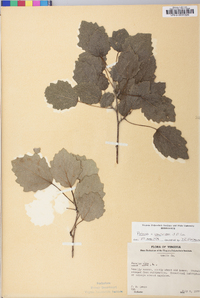 Populus × canescens image