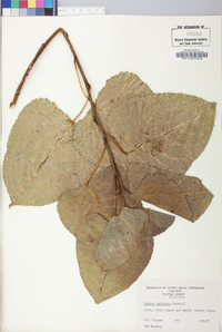 Populus deltoides subsp. deltoides image