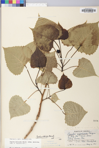 Populus deltoides subsp. deltoides image