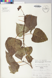 Populus deltoides subsp. deltoides image