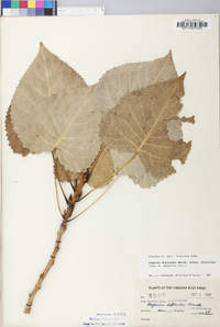 Populus deltoides subsp. deltoides image