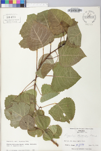 Populus deltoides subsp. deltoides image