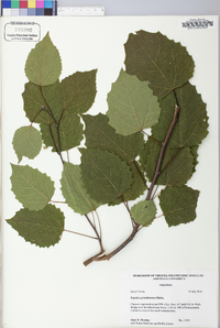 Populus grandidentata image