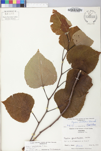 Populus grandidentata image