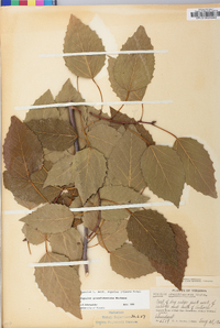 Populus grandidentata image